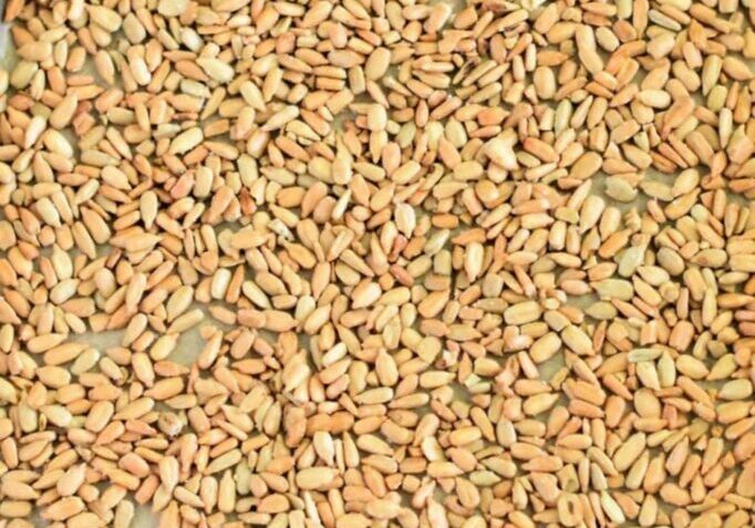 Snack Roasted Sunflower Seeds
